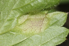 Taphrina tormentillae