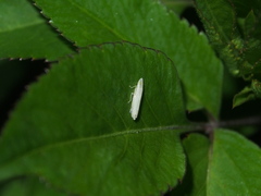 Nirvana placida