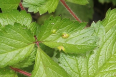 Taphrina tormentillae