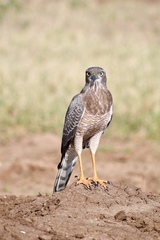 Melierax poliopterus