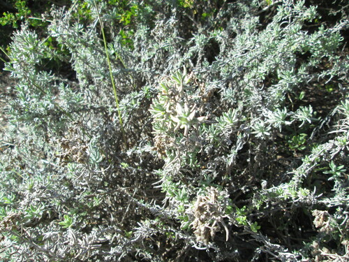 Image of Helichrysum revolutum by (c) De Waal Hugo, some rights reserved (CC BY)