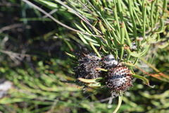 Leucospermum hypophyllocarpodendron canaliculatum × parile