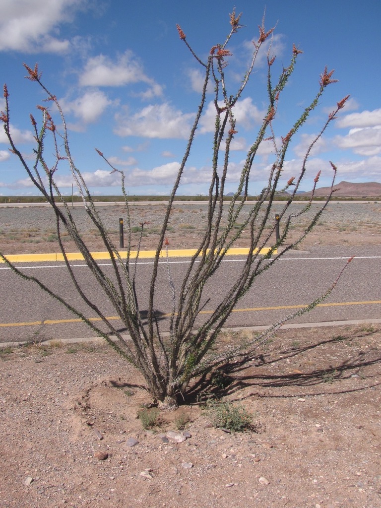 ocotillo from I10 Rest Area, Lordsburg, HIdalgo Co., NM on April 11