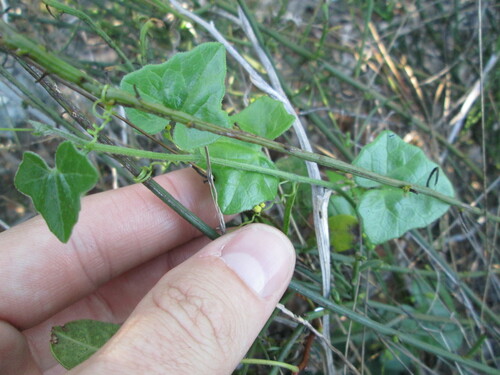 Image of Kedrostis nana by (c) De Waal Hugo, some rights reserved (CC BY)