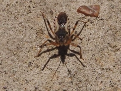 Rhynocoris ventralis