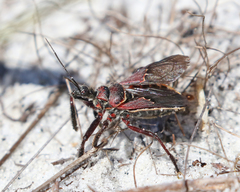 Apiomerus floridensis