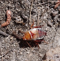 Temnopteryx phalerata