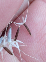 Microseris bigelovii