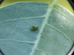 Platycorypha erythrinae