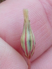 Microseris bigelovii