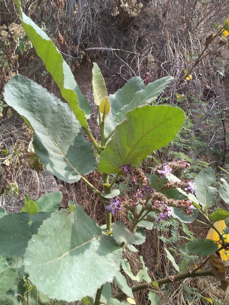 fiberglass-plant-from-av-bernardo-quintana-405-santa-fe-zedec-sta-f