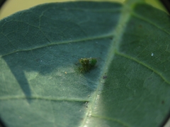 Platycorypha erythrinae