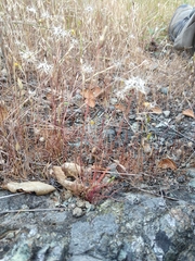 Microseris bigelovii