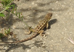 Sceloporus occidentalis