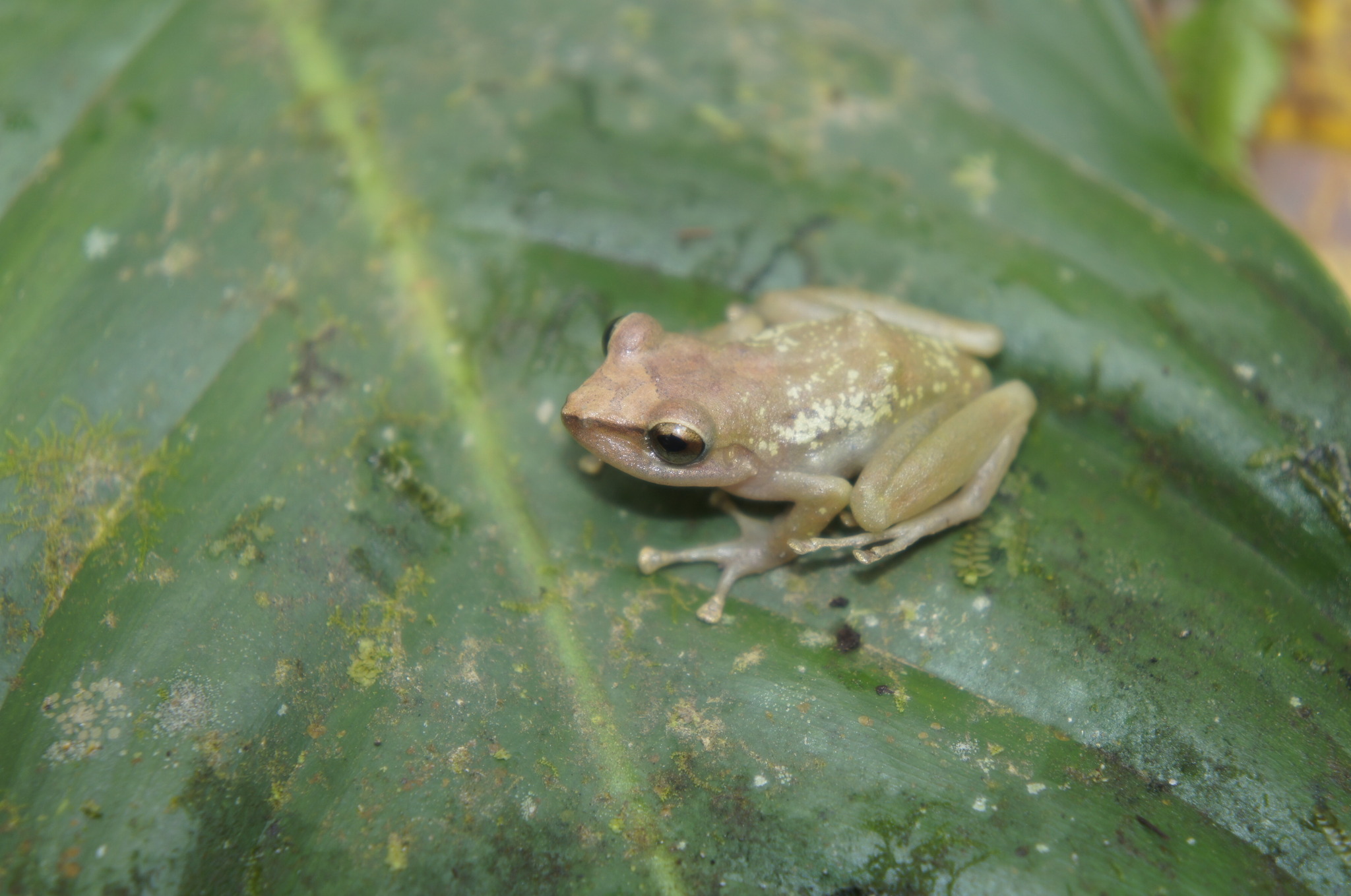 Salidero Robber Frog photo 7