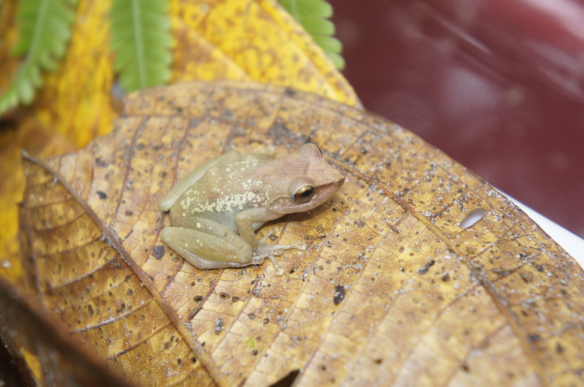 Salidero Robber Frog photo 6
