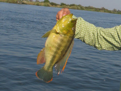 Serranochromis jallae