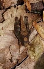 Tettigidea lateralis