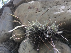 Tillandsia capillaris