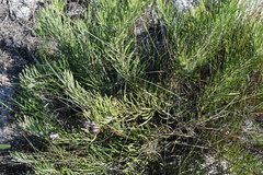 Leucospermum hypophyllocarpodendron canaliculatum × parile