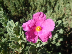 Cistus creticus eriocephalus