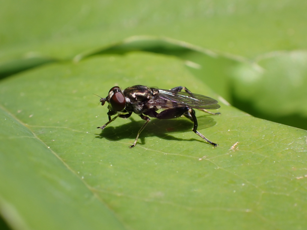 Dusky-banded Leafwalker, photo 1 of 10