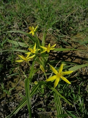 Empodium gloriosum