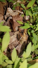 Tettigidea lateralis