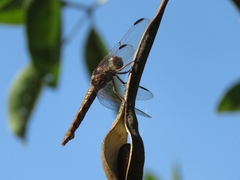 Orthemis nodiplaga
