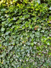 Hedera helix