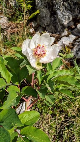 Wild peony (Paeonia mascula)