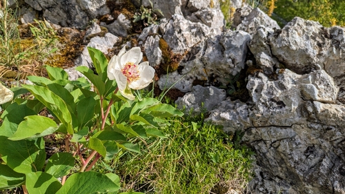 Image of Paeonia mascula by (c) Thibaud Aronson, some rights reserved (CC BY-SA)