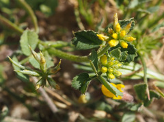 Medicago astroites
