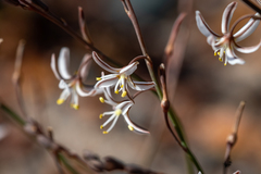 Trachyandra flexifolia