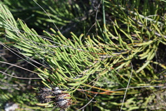 Leucospermum hypophyllocarpodendron canaliculatum × parile