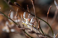 Trachyandra flexifolia