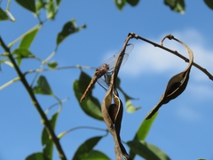 Orthemis nodiplaga