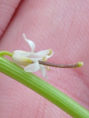 Turritis glabra