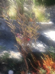 Kalanchoe daigremontiana