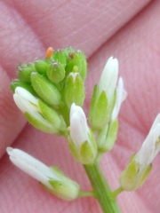 Turritis glabra