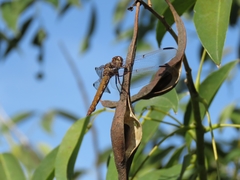 Orthemis nodiplaga