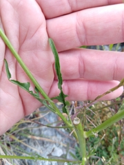 Turritis glabra