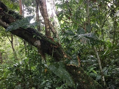 Philodendron deflexum