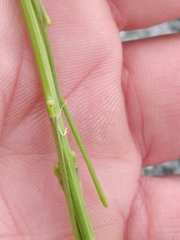Turritis glabra