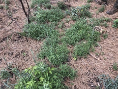 Monardella hypoleuca