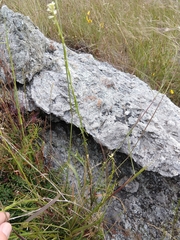 Turritis glabra