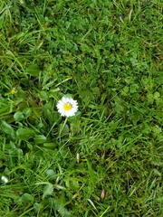 Bellis perennis