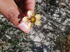 Roepera spinosa