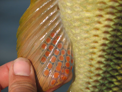 Nembwe (Serranochromis jallae) — Cichlidae — 3