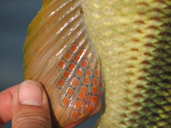 Serranochromis jallae